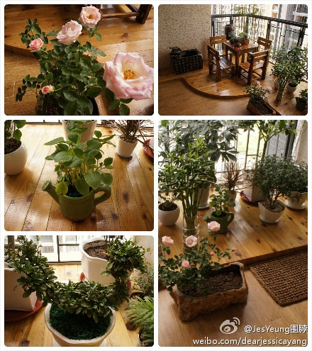 showshow偶的小陽臺(tái)，新種的粉色玫瑰