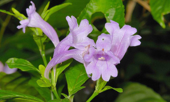 板藍(lán)根：隱居藥房里的染色匠