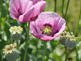 罌粟殼火鍋會(huì)讓人上癮嗎？