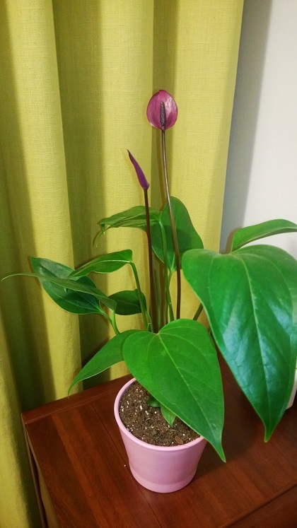 原來不喜歡紅掌，但是看到紫掌就撐不住啦