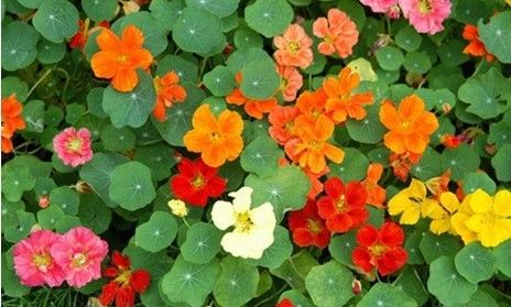 怎樣讓旱金蓮常年開花？