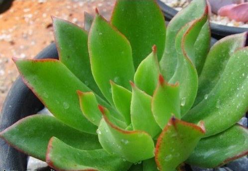 水分條件對多肉植物養(yǎng)殖的影響