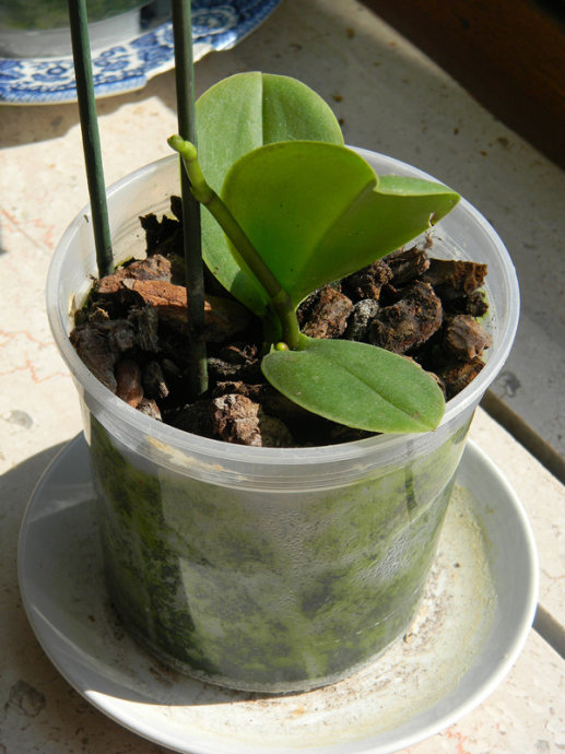 我養(yǎng)蘭花的腳印，蘭花成長日記（二）