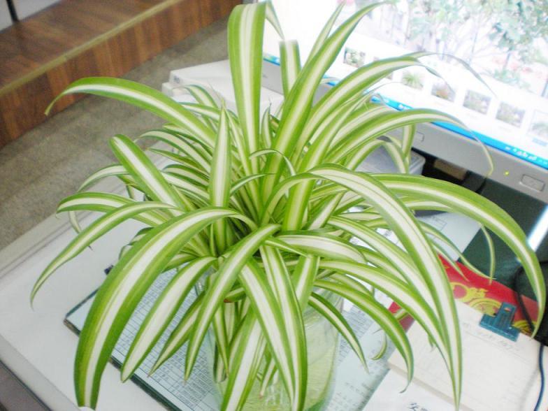 你們知道辦公室中適合養(yǎng)什么花嗎？